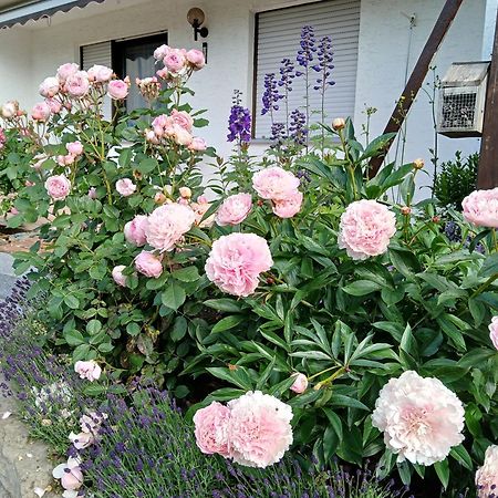 Ferienwohnung Feld Und Wiese Höxter Buitenkant foto